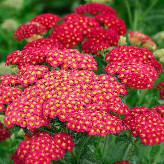 Civan Perçemi(Achillea) Tohumu