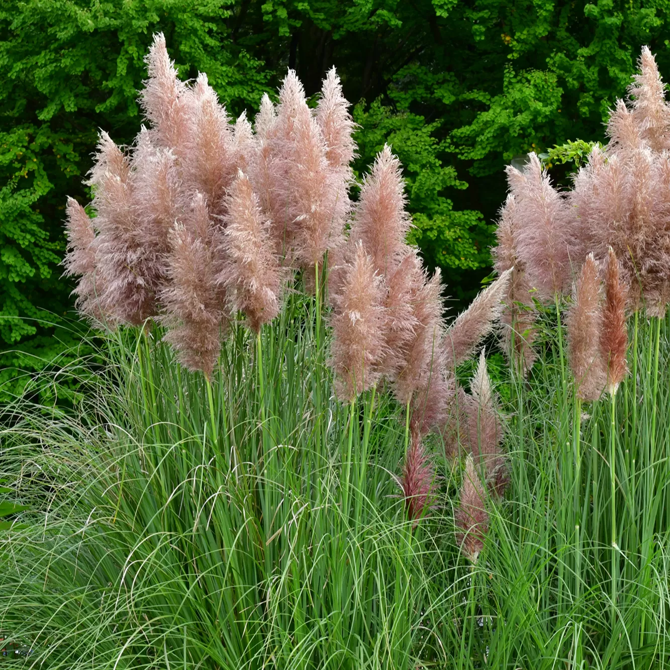 Pampas Otu Çiçeği