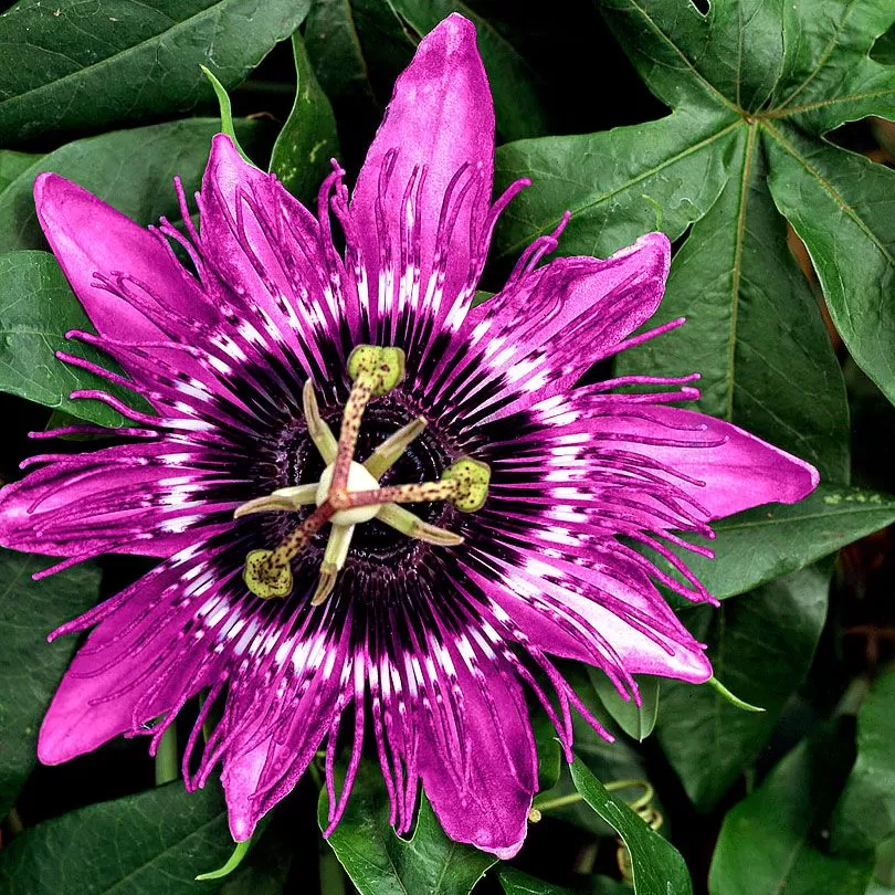 Passiflora Çiçeği Tohumu