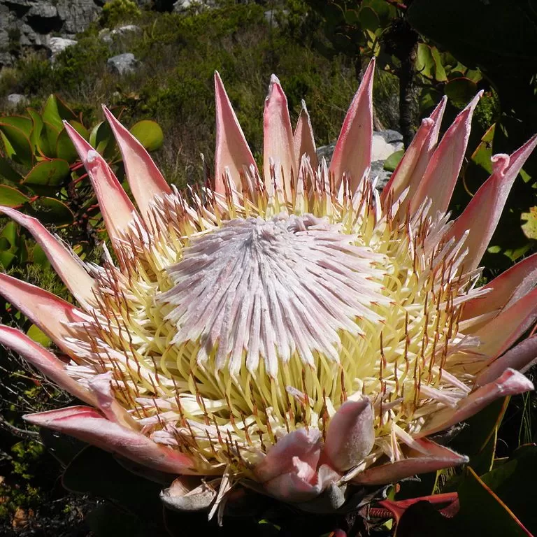 Protea Çiçeği Tohumu