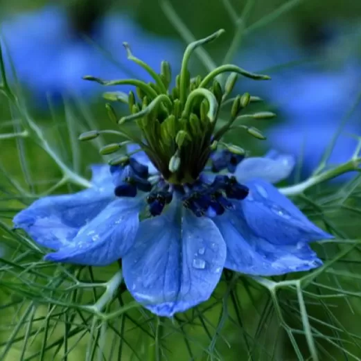 Çörek Otu Çiçeği