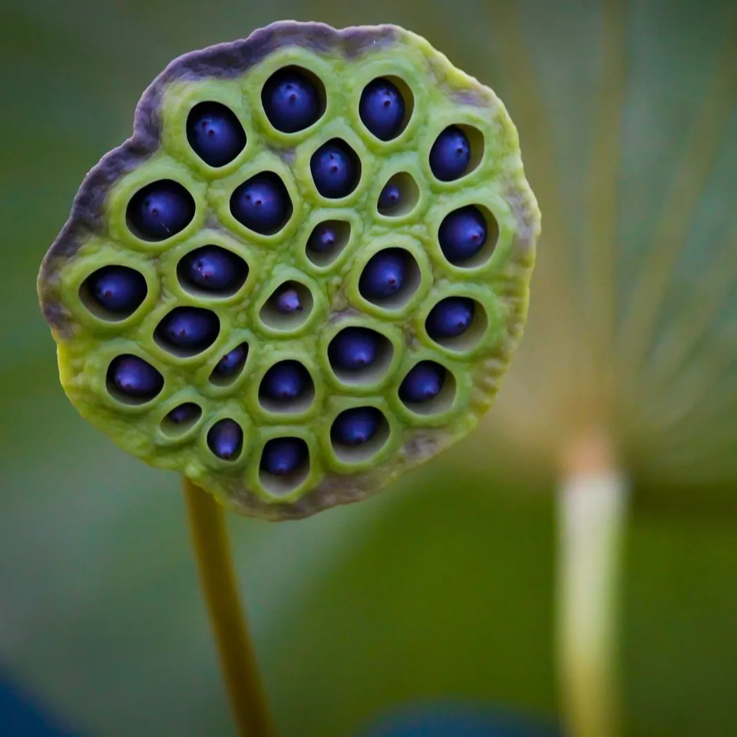 Plectritis Çiçeği tohumu