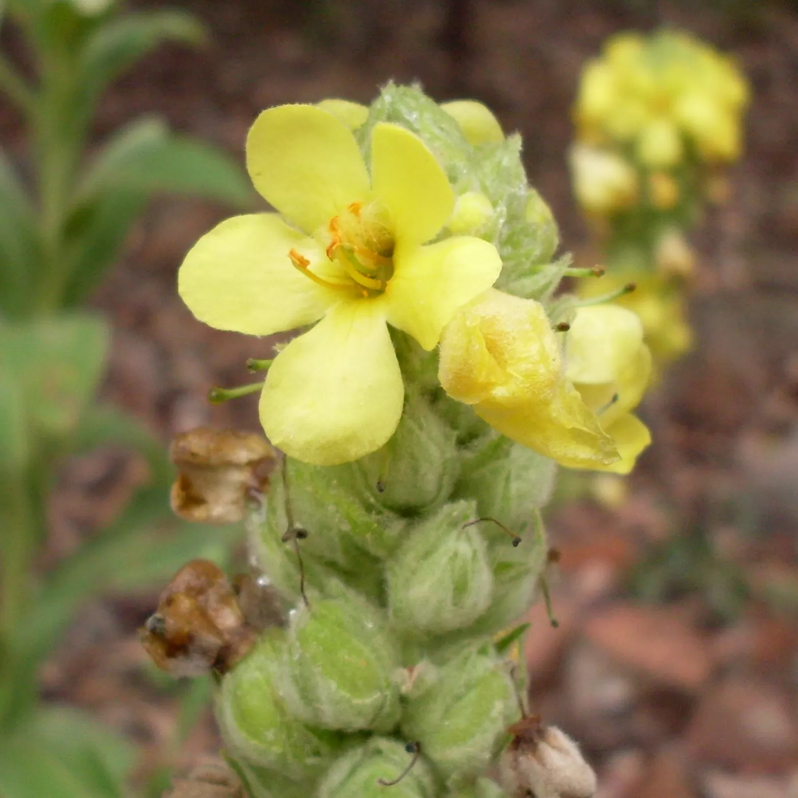 Verbascum Çiçeği