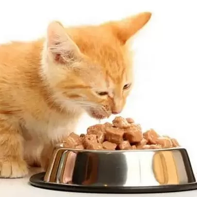 Kedi Maması