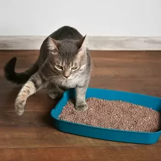 Kedi Kumu