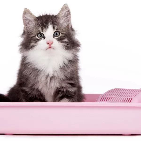 Kedi Tuvaletleri