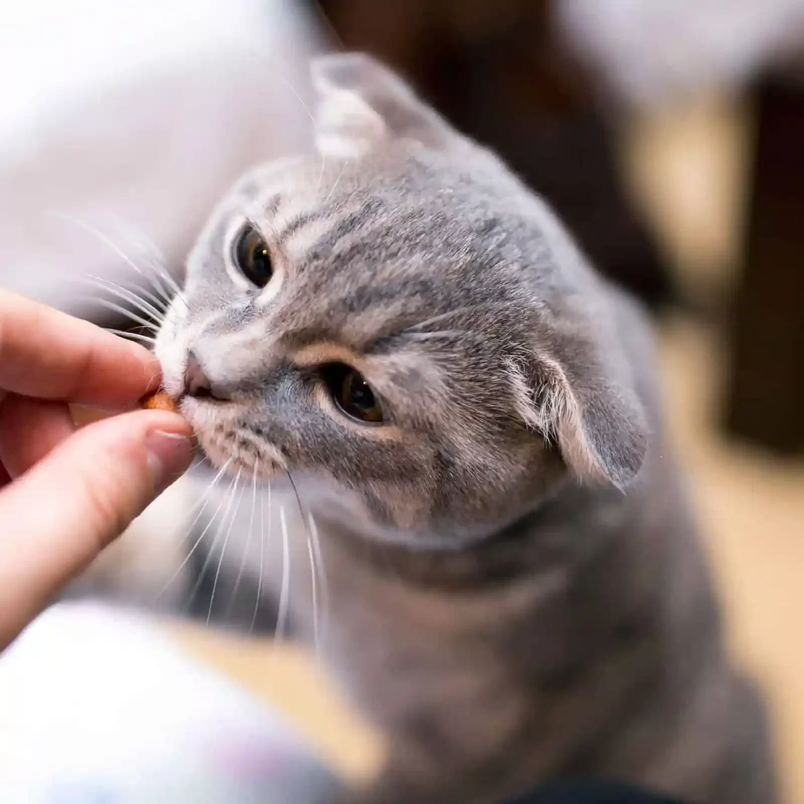 Kedi Vitamin Ve Ek Besinleri