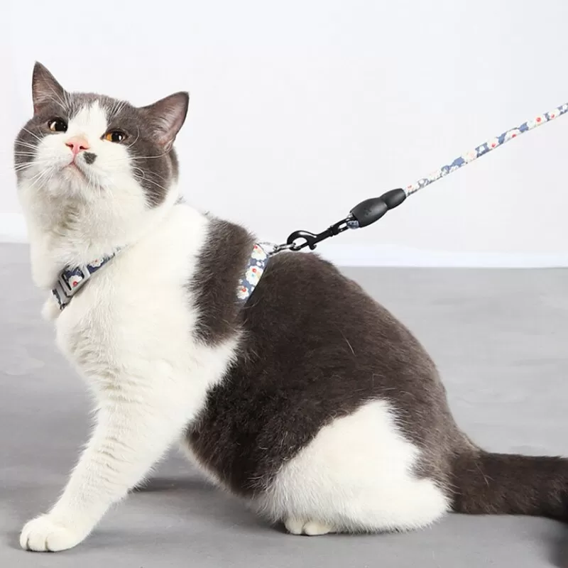 Kedi Tasmaları