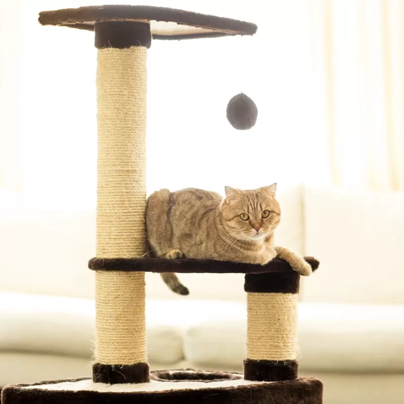 Kedi Tırmalamaları