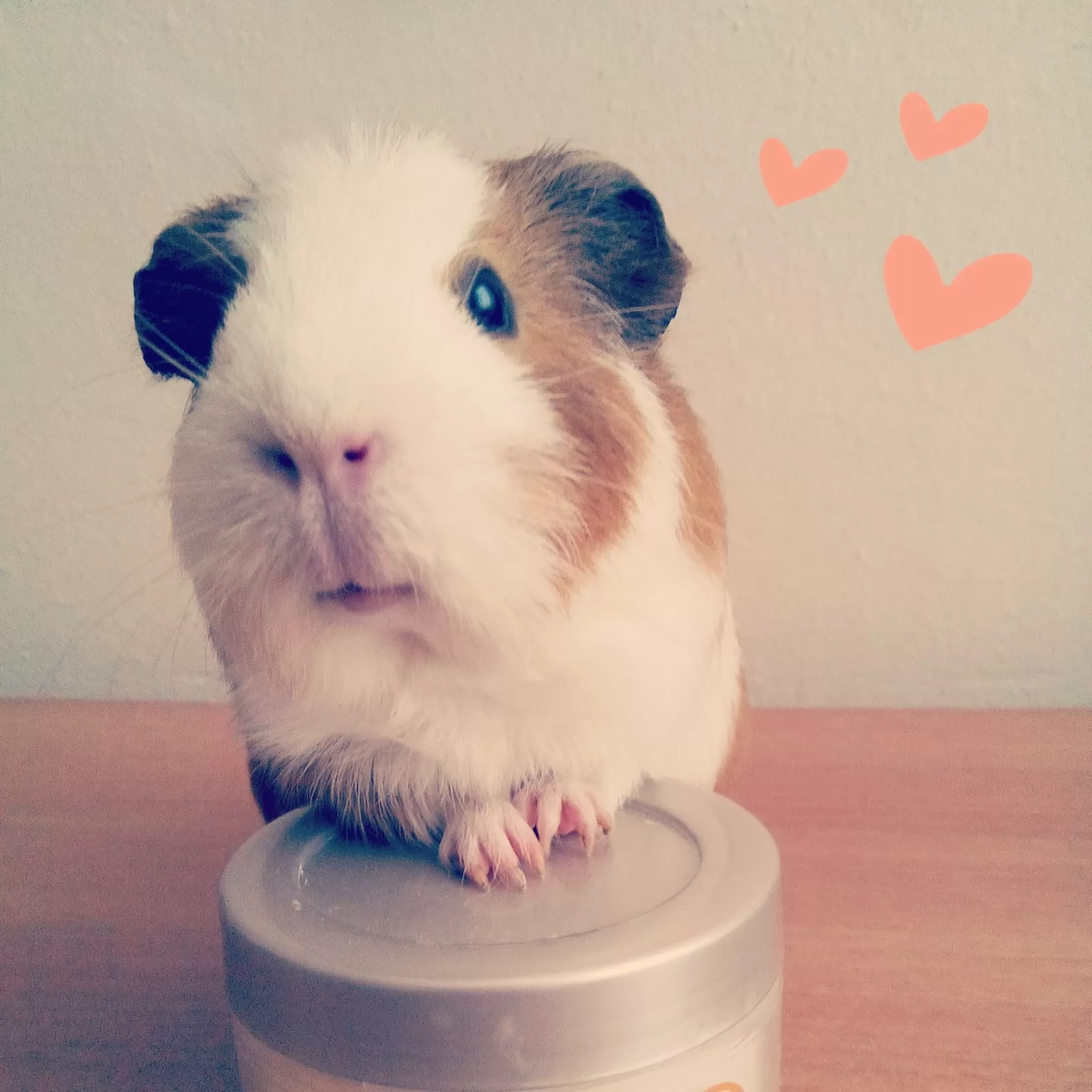 Ginepig Ödülleri