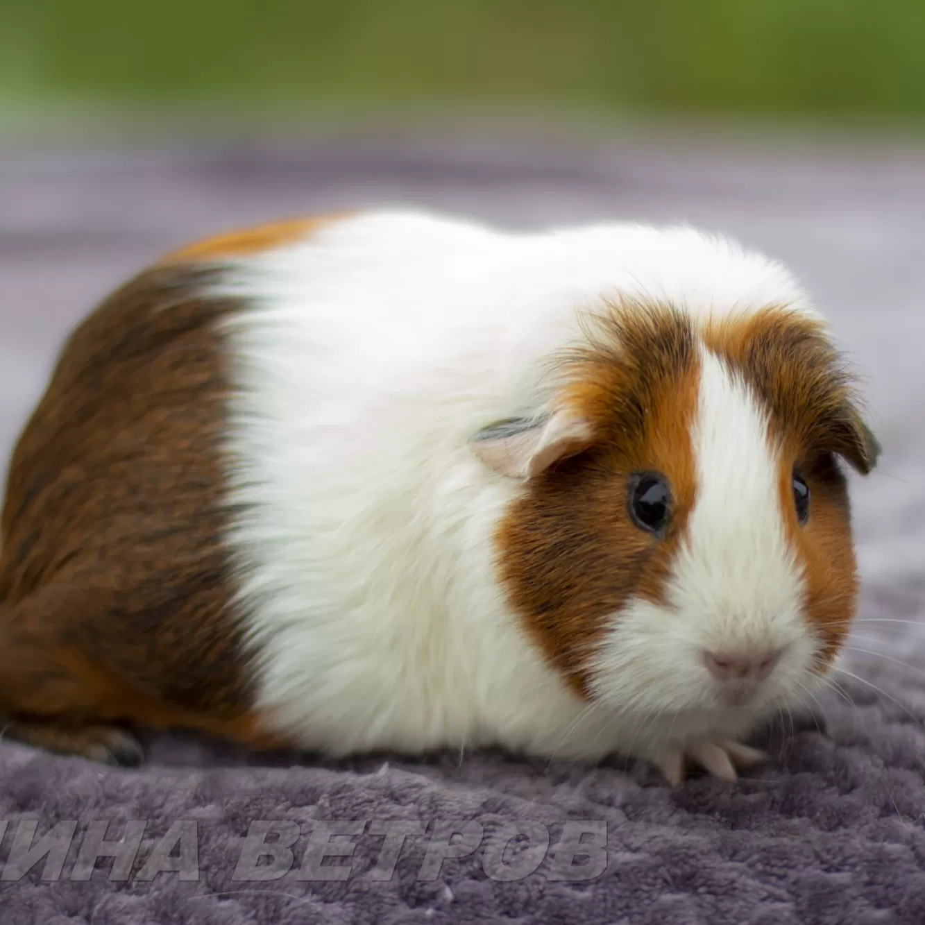 Ginepig İçin Diger Ürünler