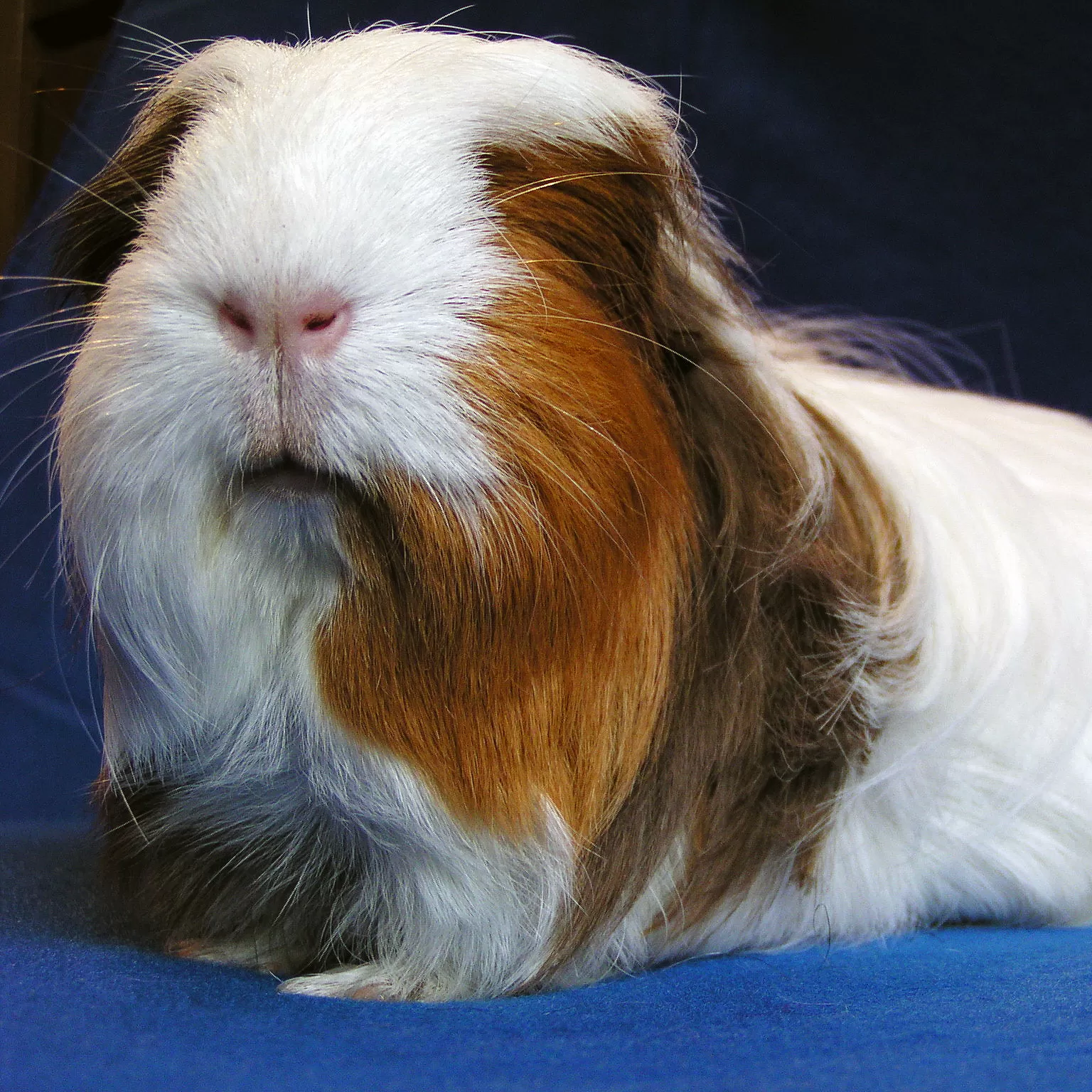 Ginepig Koku Gidericiler