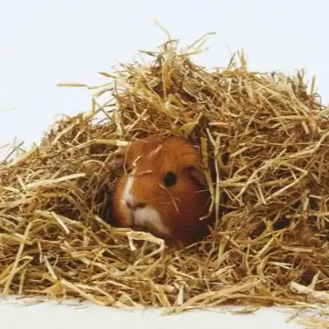 Hamster Talaşları