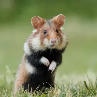 Hamster Sağlığı