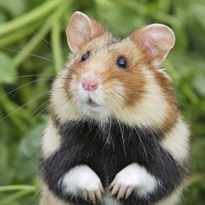 Hamster İçin Diğer Ürünler