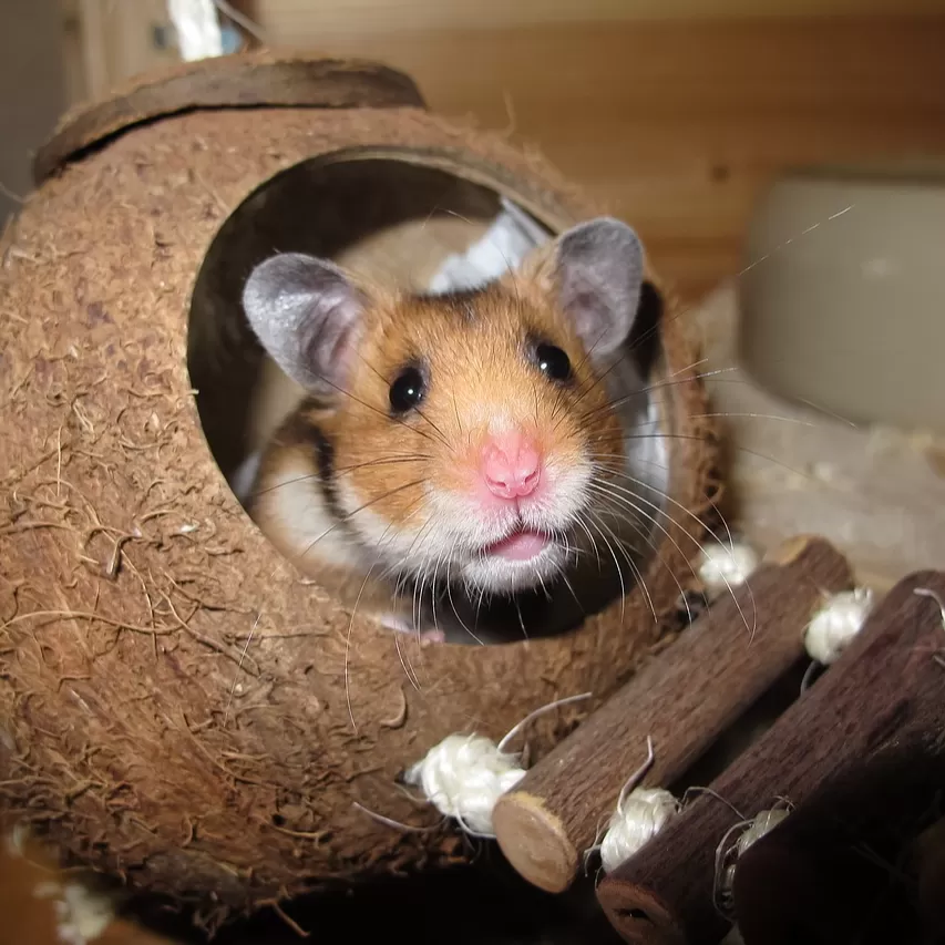 Hamster Yuva Yapma Kılı