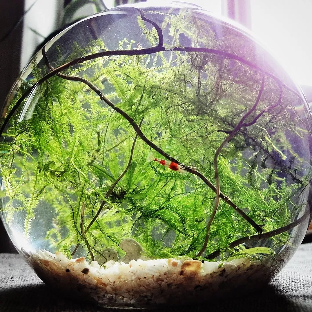 Kafes-Terrarium