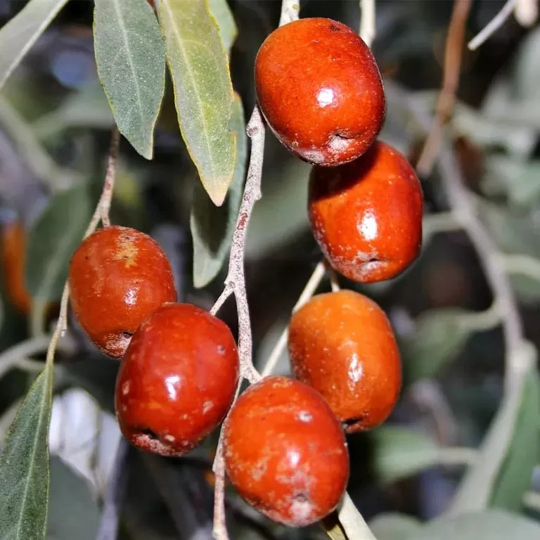 İğde