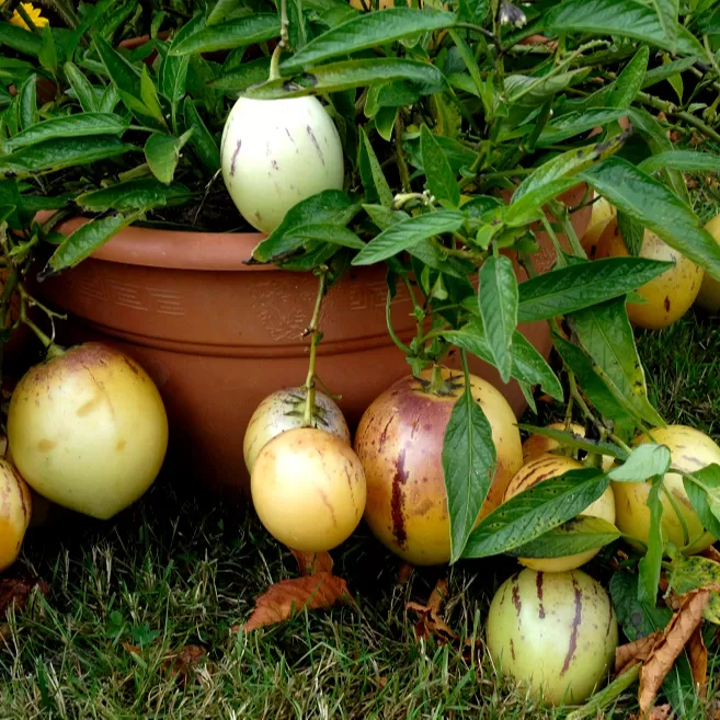 Pepino