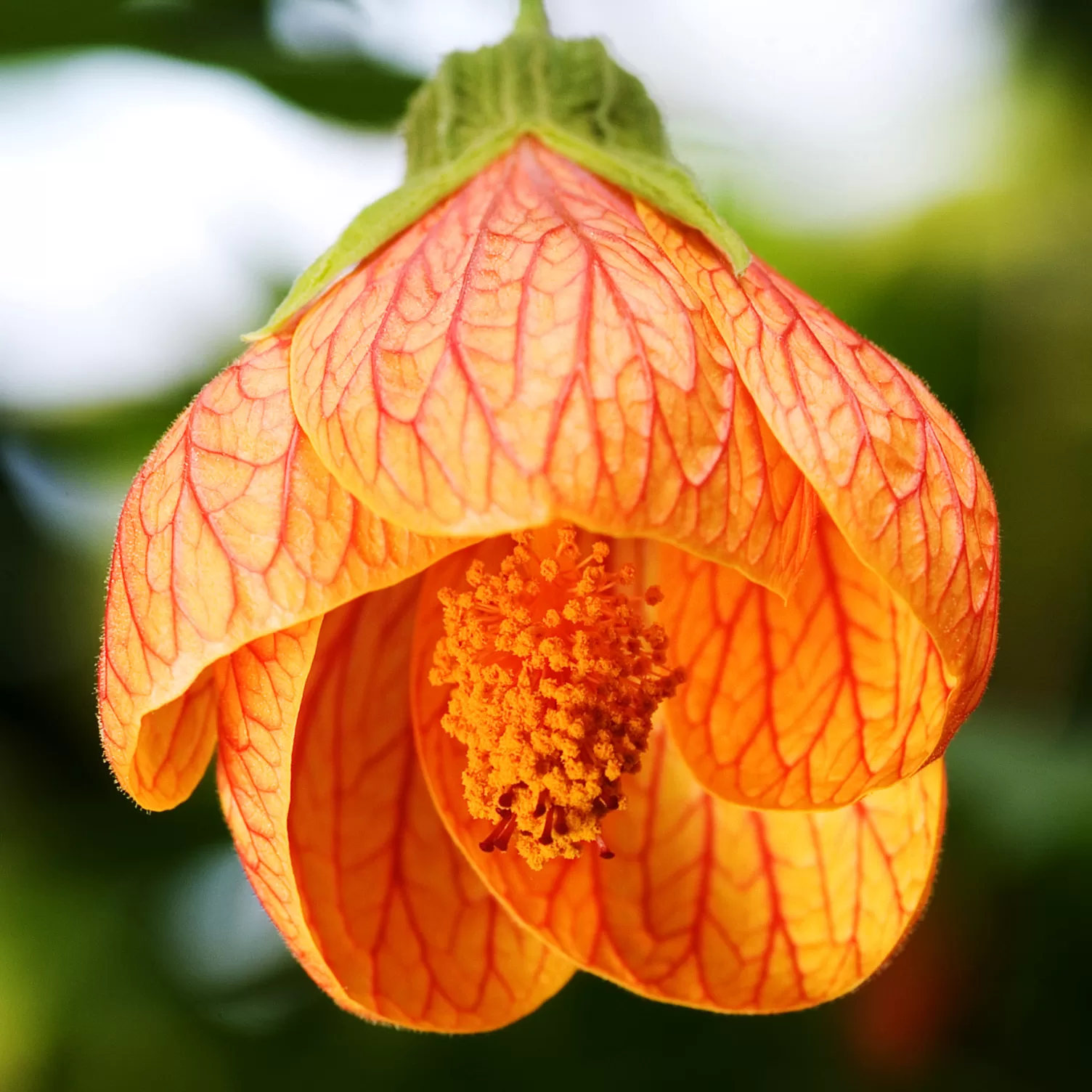 Abutilon Çiçeği
