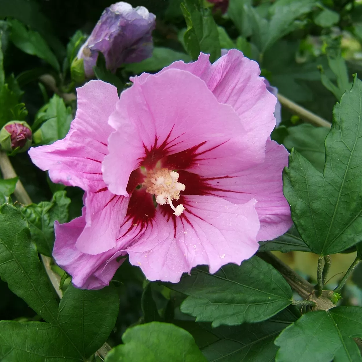 Ağaç Hatmi Fidanı