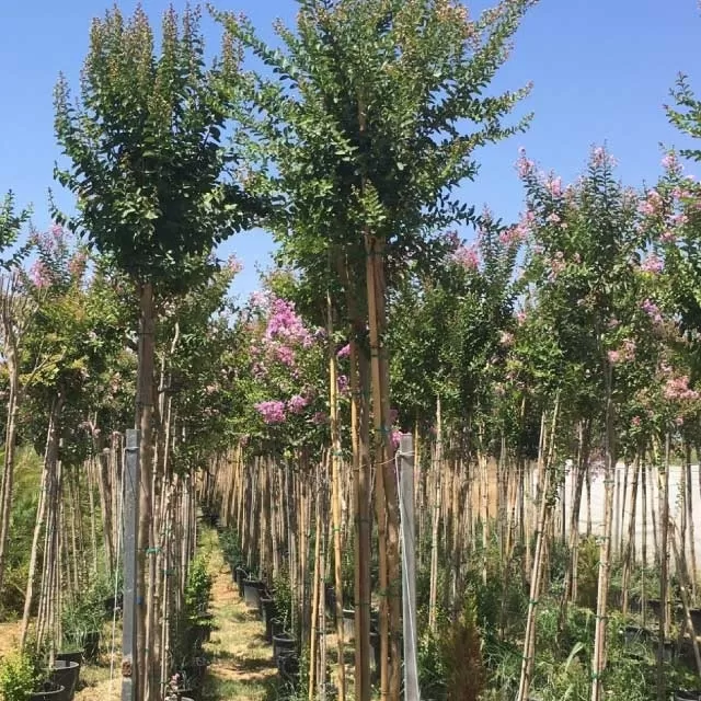 Ağaç Maviş Fidanı