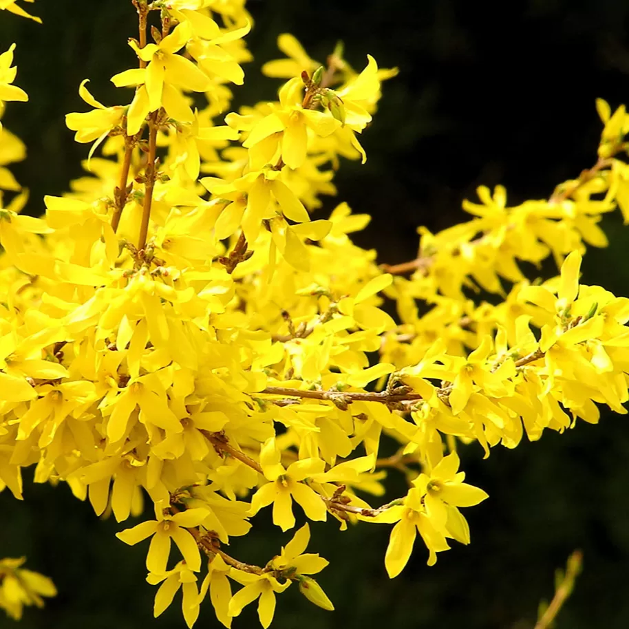 Altın Çanı Fidanı