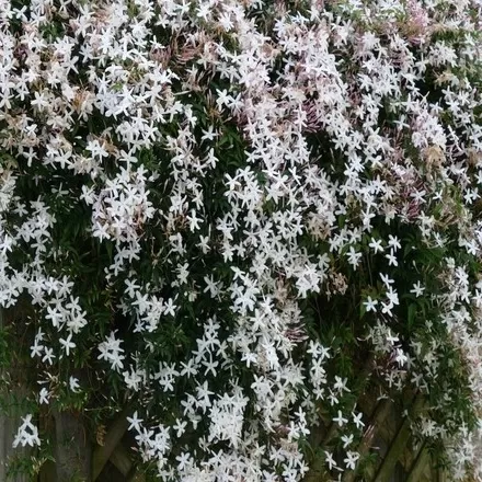 Arap Yasemini Fidanı