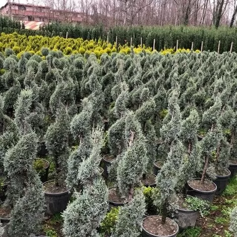 Arizona Servi Fidanı