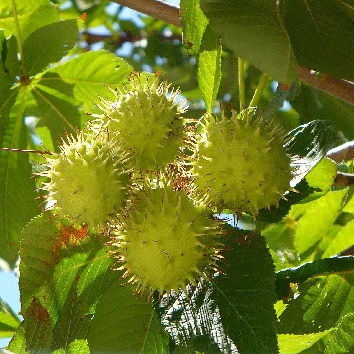 At Kestanesi Fidanı