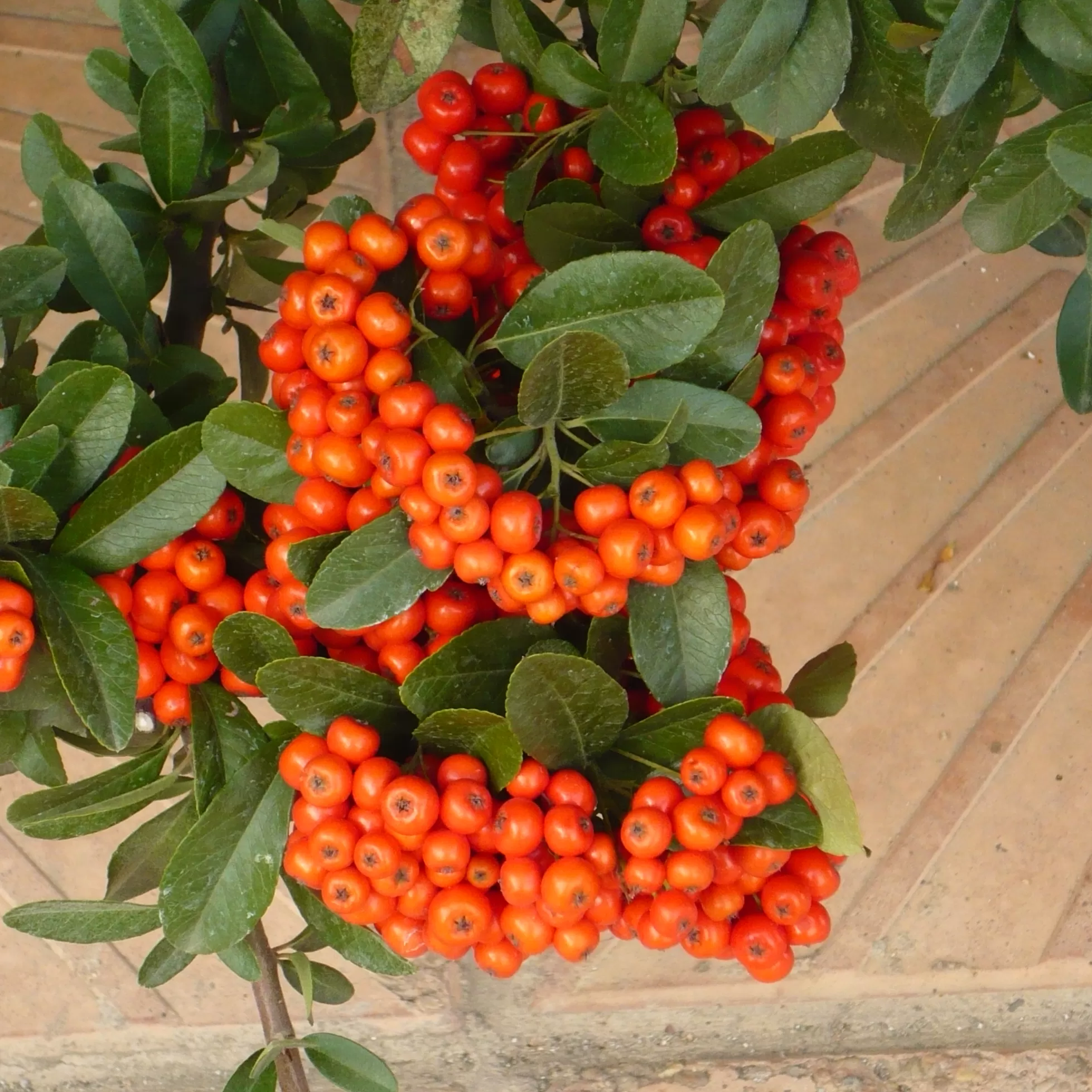 Ateş Dikeni Fidanı