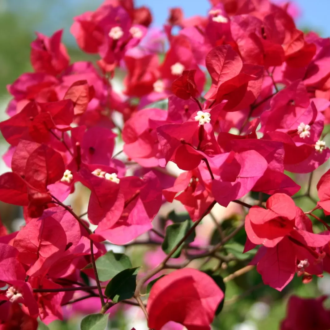 Begonvil Fidanı(Gelin Duvağı)