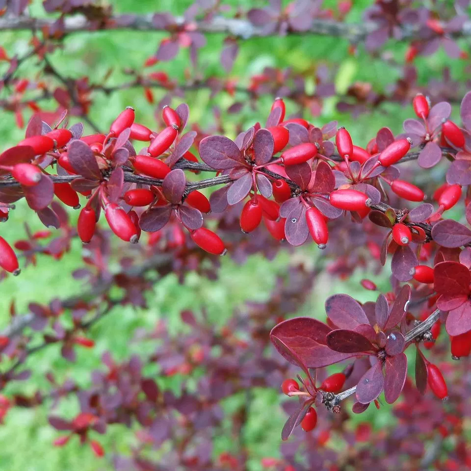 Berberis Fidanı