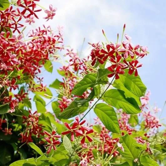 Bindalı Sarmaşığı Fidanı