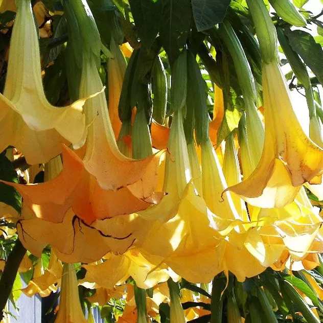 Brugmansia Meleklerin Borazanı