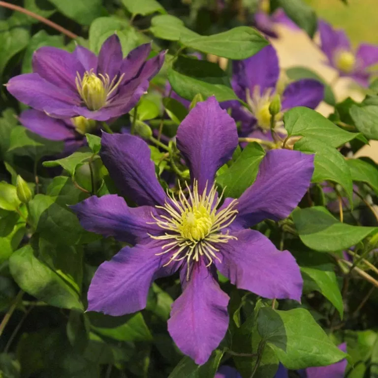 Clematis Fidanı