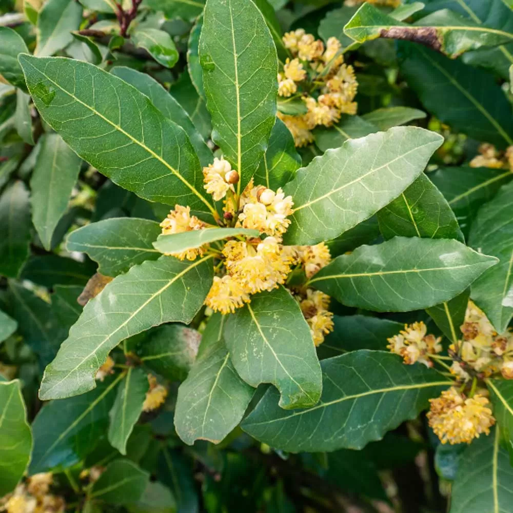 Defne Ağacı Fidanı