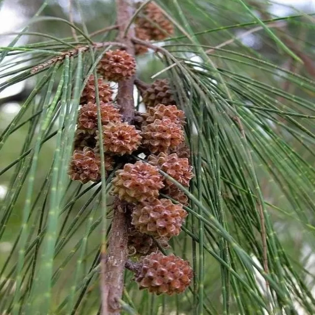 Demir Ağacı Fidanı