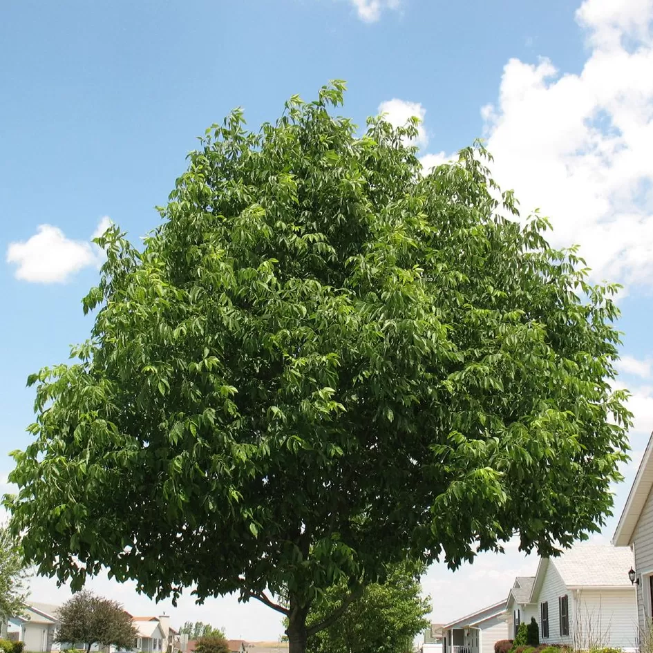 Dişbudak Ağacı Fidanı