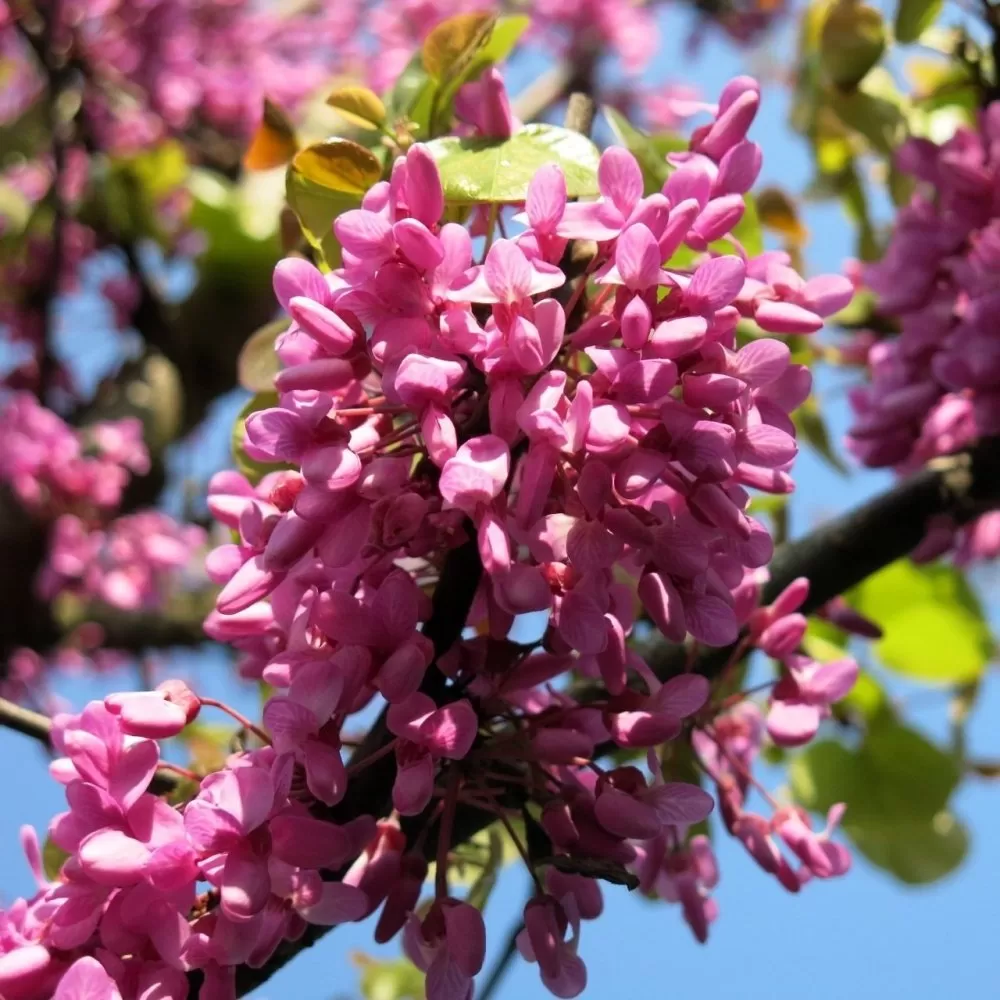 Erguvan Ağacı Fidanı