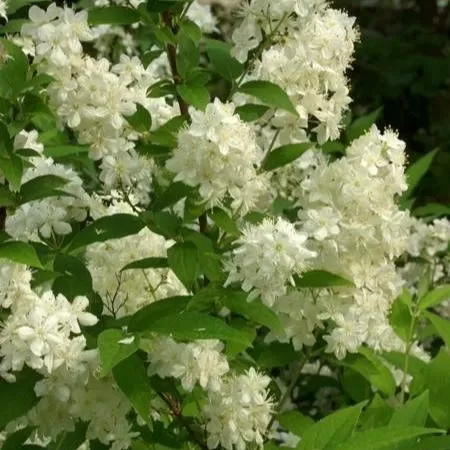 Havlu Püskülü Fidanı