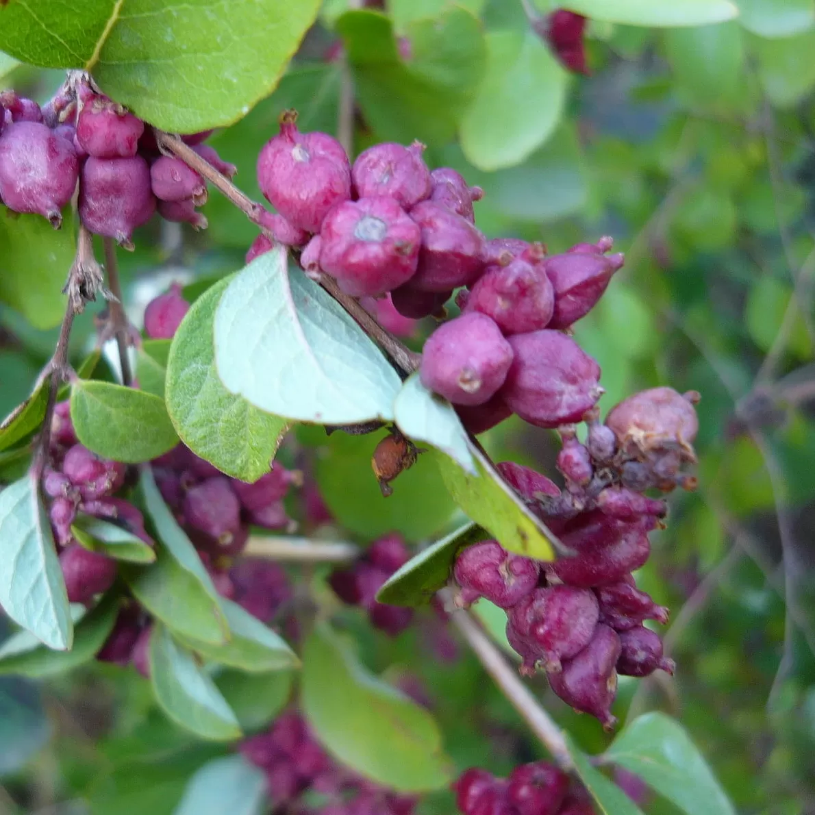 İnci Çalısı Fidanı