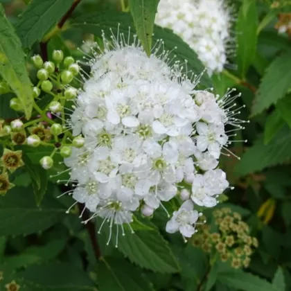 Keçi Sakalı Fidanı