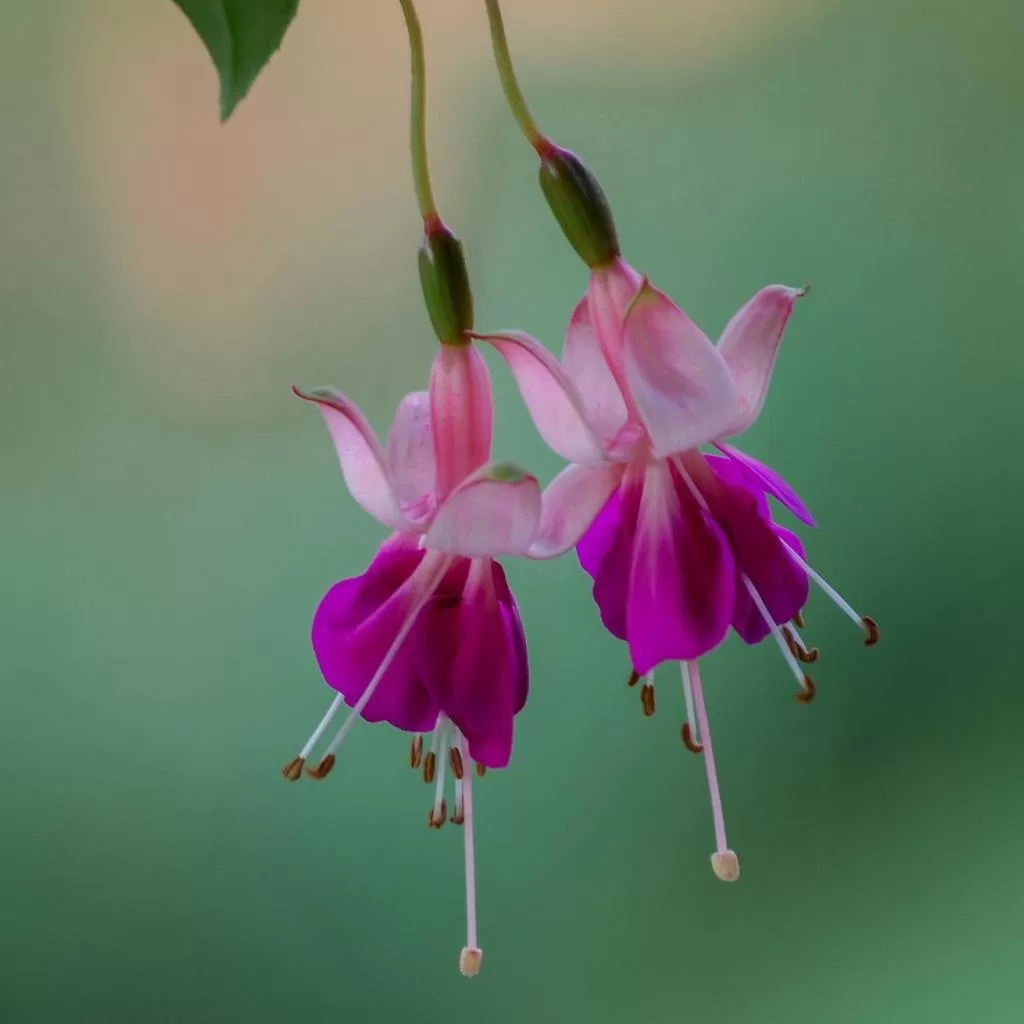 Küpe(Küpeli) Çiçeği Fidanı