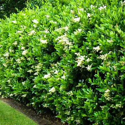 Kurtbağrı(Ligustrum)