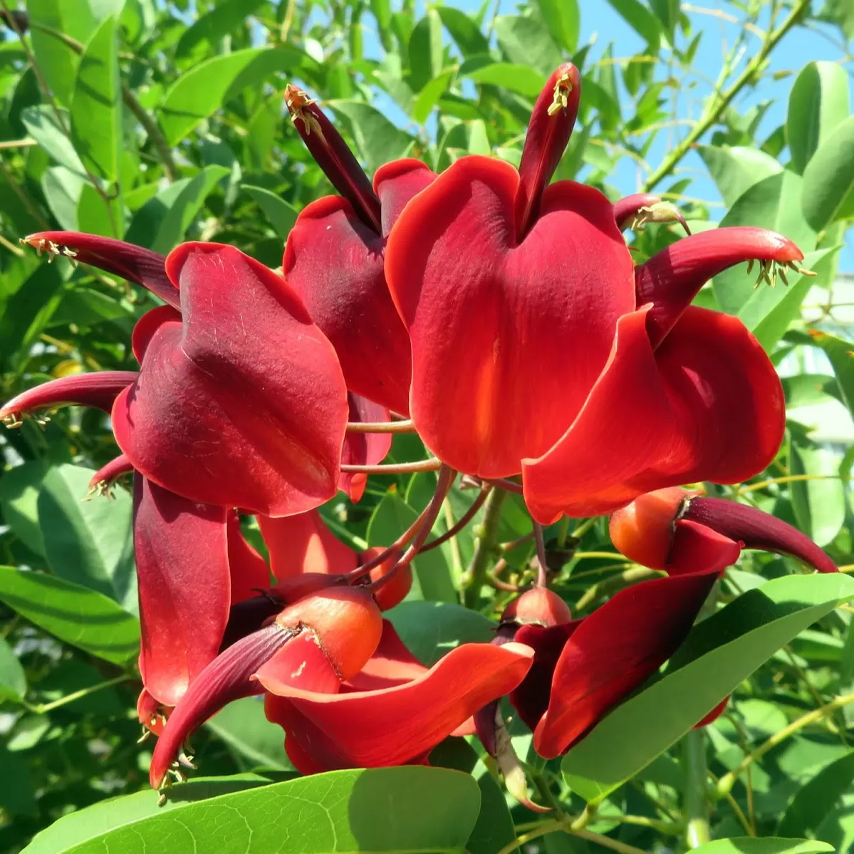 Mercan Ağacı Dilber Dudağı