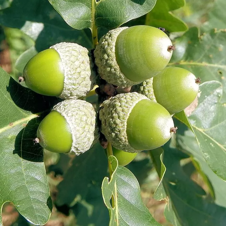 Meşe Ağacı Fidanı