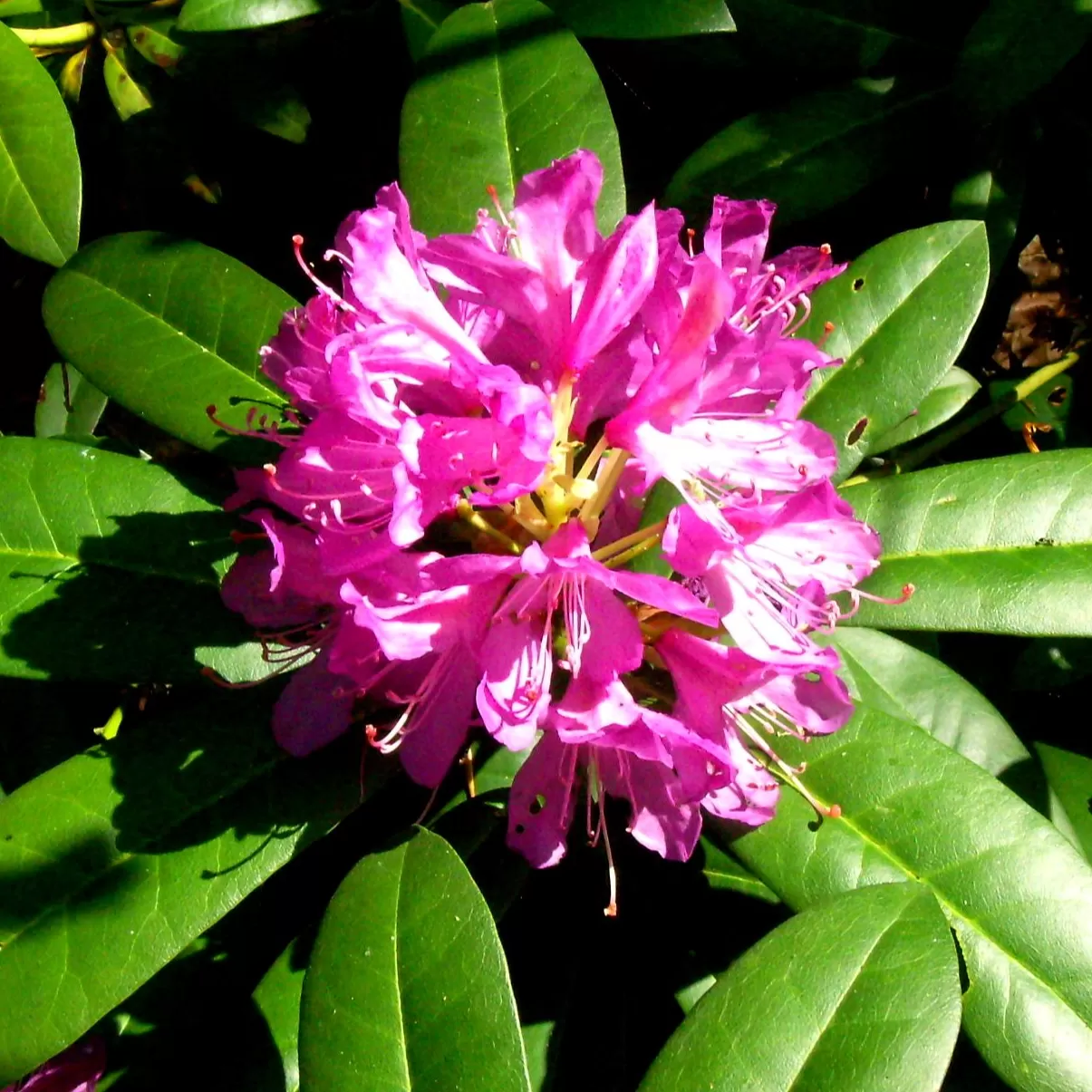 Mor Çiçekli Orman Gülü