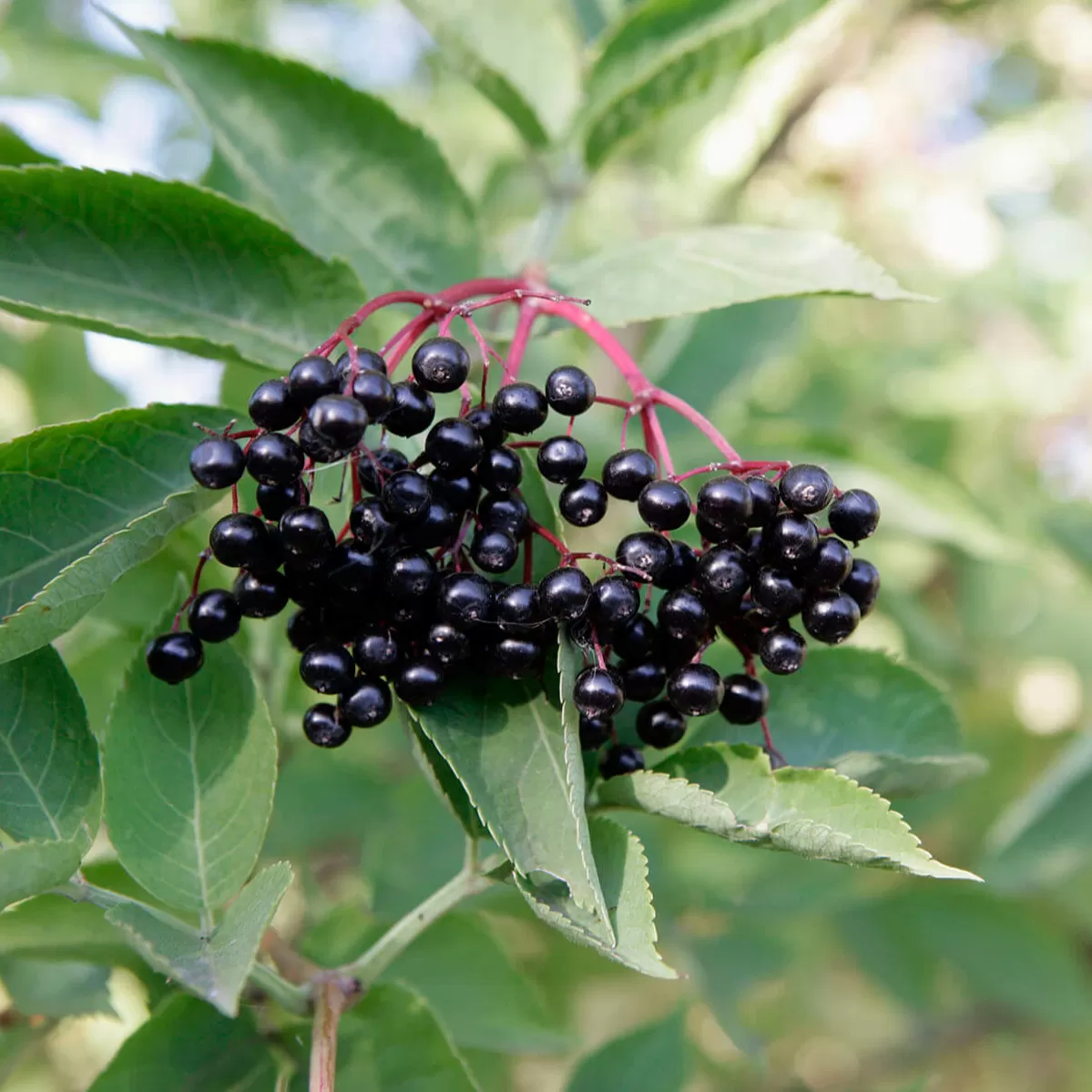 Mürver Ağacı Fidanı