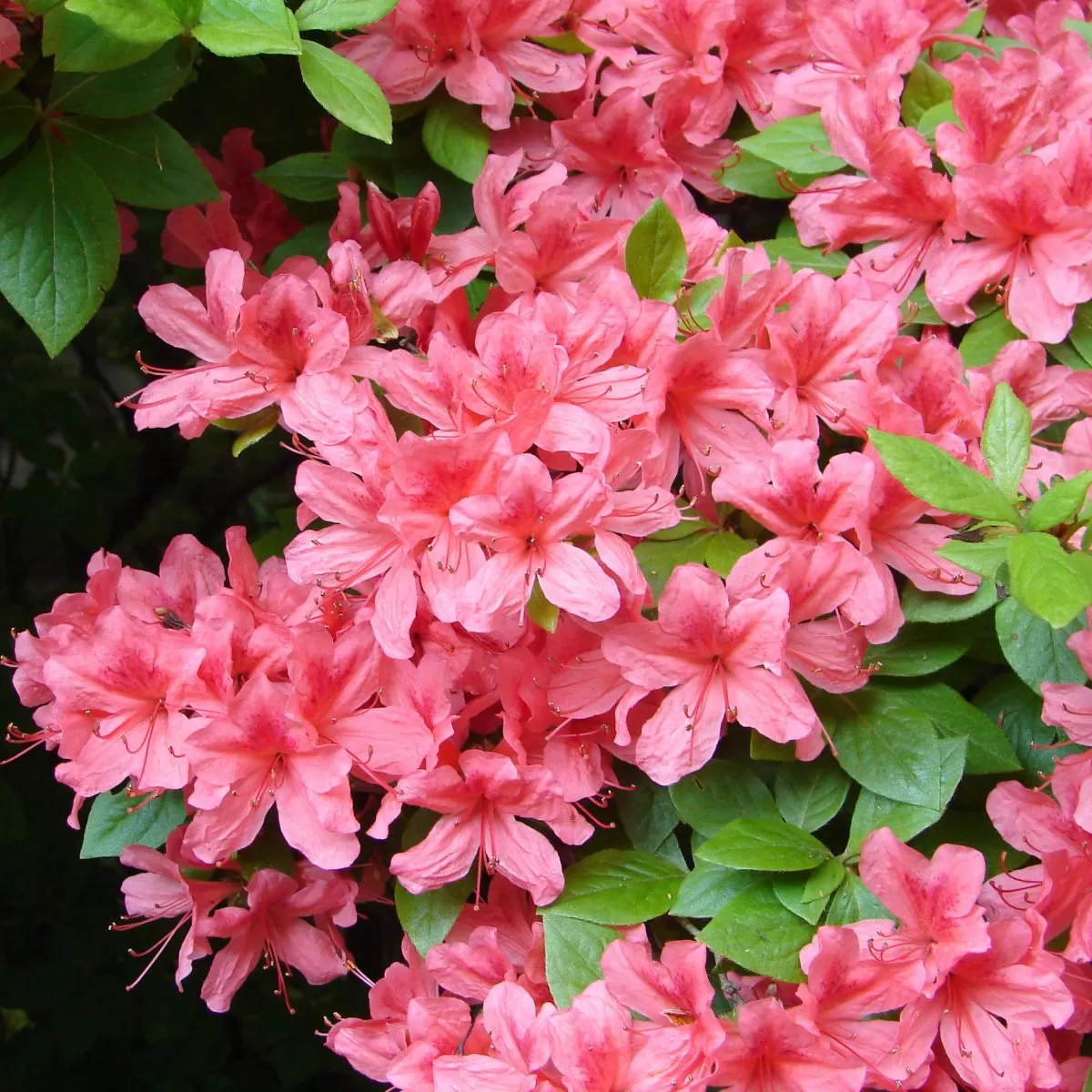 Orman Gülü Fidanı